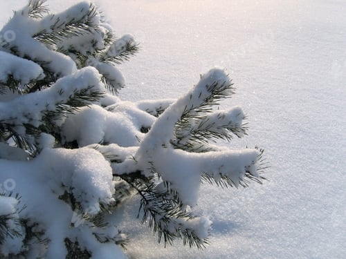 Preview: branches of pine under a snow