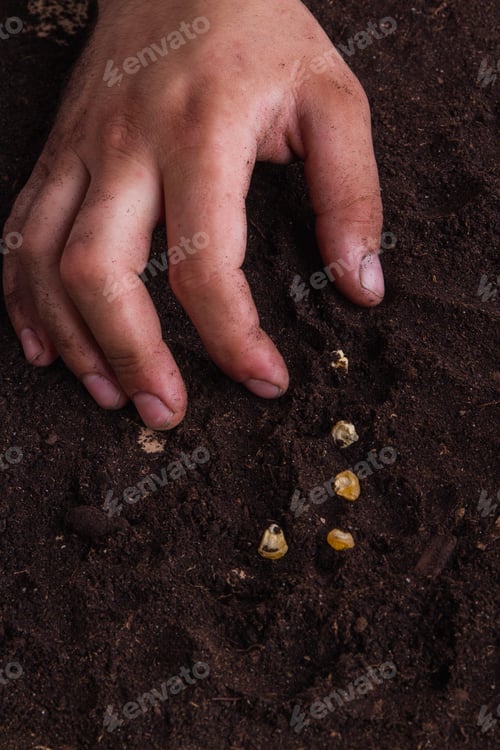 Preview: Male hand on the ground with sugar kernel corns.