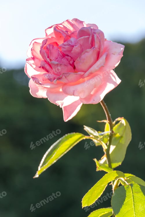 Preview: Pink Rose Bloom in the Sunlight