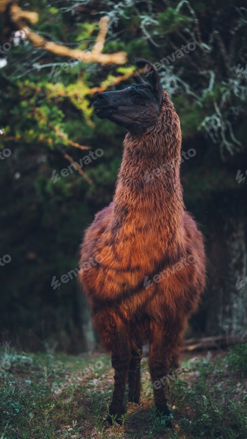 Preview: wild lama in the mountains in the south of argentina