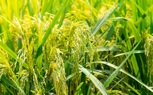 Preview: Green rice paddy field. Rice plantation. Organic jasmine rice farm in asia. Rice growing agriculture
