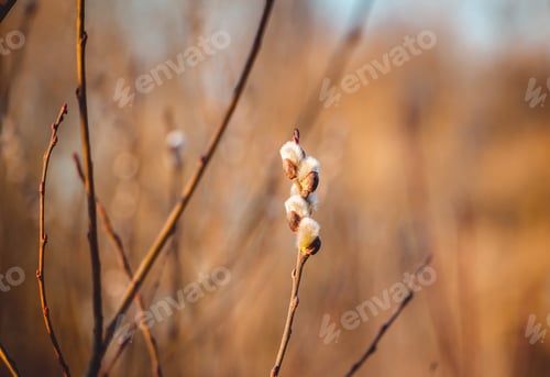 Preview: Willow fluffy buds on the background of spring blue sky, Palm Sunday