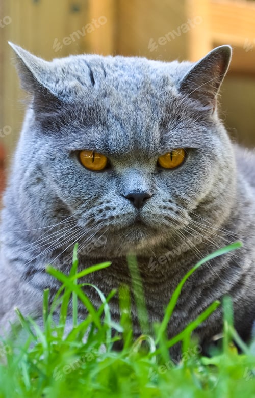 Preview: British Shorthair cat
