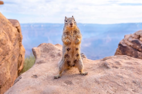 Preview: A squirrel playing with tourists in South Kaibab Trailhead. Grand Canyon, Arizona