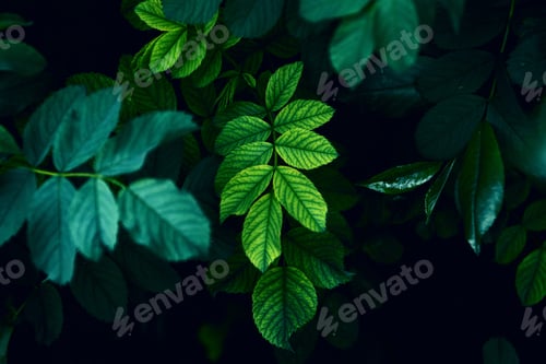 Preview: Dark green leaves close up view, nature template background, selective focus