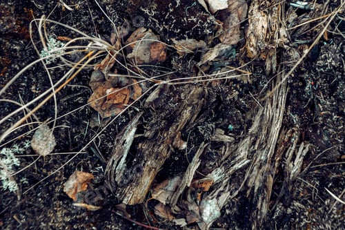 Preview: Closeup shot of ground of the forest with dry branches and leaves, a beautiful fall background
