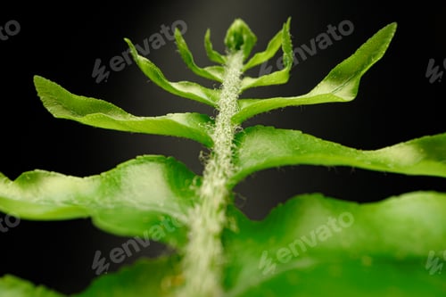 Preview: Close up of fern branch on black background