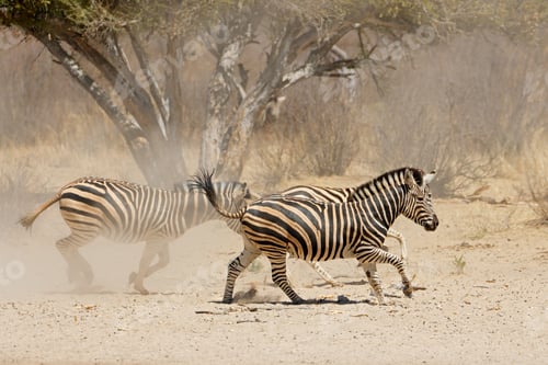 Preview: Plains zebras running on dusty plains