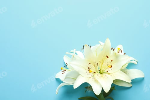 Preview: Composition with beautiful blooming lily flowers on color background