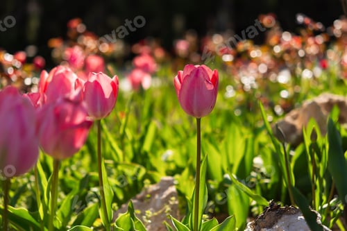 Preview: Pink tulips garden close-up in the bright rays of the sun