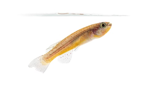 Preview: Female Blue lyretail fish, Fundulopanchax gardneri, Isolated on white