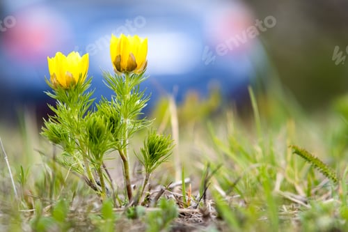 Preview: Close up of small yellow wild flower blooming in green spring field