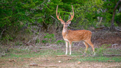 Preview: Male Spotted deer stands on the forest floor at Yala National Park, Sri Lanka.