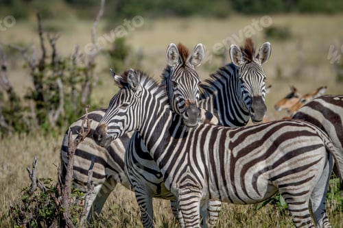 Preview: Two Zebras starring at the camera.