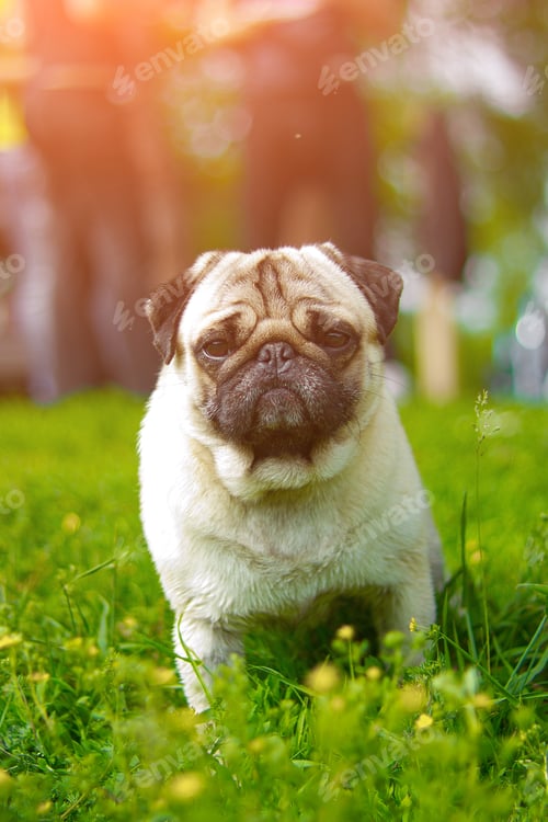 Preview: Pug, portrait. Pug dog playing outdoors. Portrait of beautiful male Pug puppy dog.