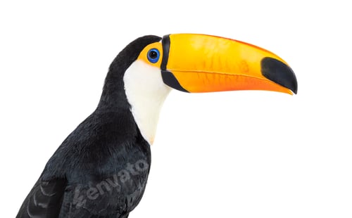 Preview: Toucan toco, Ramphastos toco, isolated on white