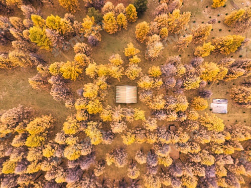 Preview: Vibrant yellow pine trees with wooden cabin in autumn forest