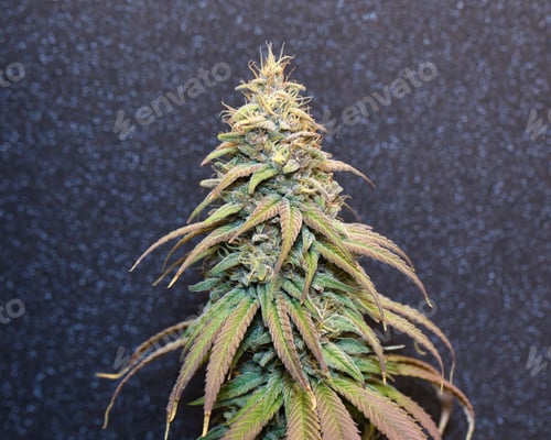 Preview: Closeup shot of the therapeutic and medicinal cannabis, marijuana