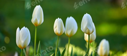 Preview: a photo of beautiful white tulips in the garden in early springtime