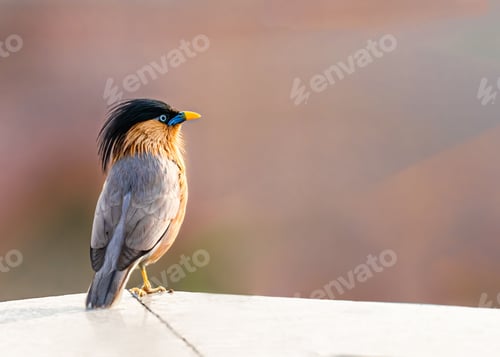 Preview: Beautiful view of a Brahminy Starling on a airy day with hairs up