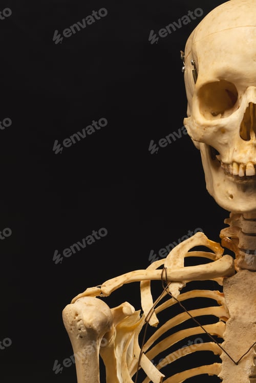 Preview: Vertical image of plastic skeleton with copy space on black background