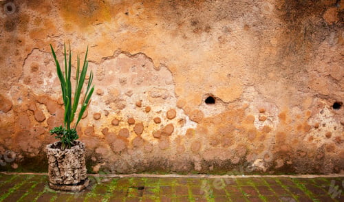 Preview: Green plant in textured stone pot stands against a weathered wall
