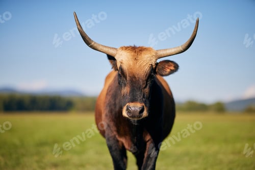 Preview: Cow is drooling on the meadow in Bavaria Germany