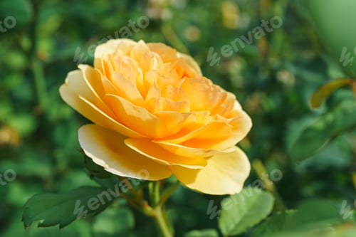 Preview: Beautiful Blooming Yellow English Peony Rose Flower Close Up In Garden Or Park, Outdoor