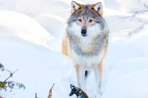 Preview: Wolf stands in beautiful winter forest