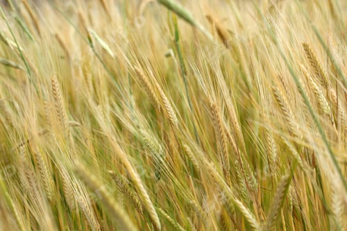 Preview: wheat field