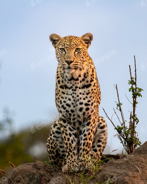 Preview: A leopard, Panthera pardus, sitting on a mound, direct gaze.