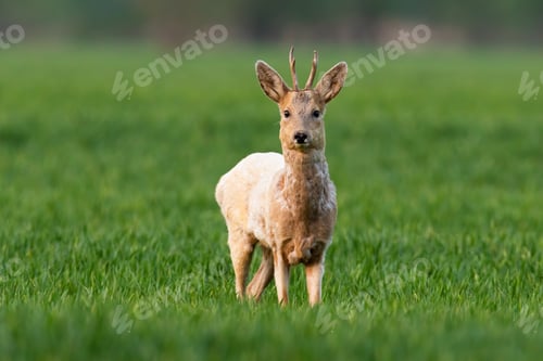 Preview: Alert roe deer buck with white fur looking into camera on green field in spring