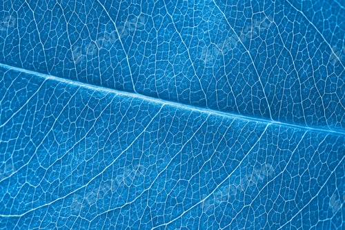 Preview: Macro leaf texture blue colorized with beautiful relief facture of plant, close up macro photo