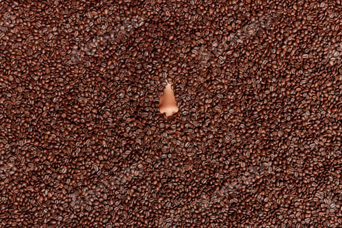 Preview: Humans nose poking put of coffee beans. Pleasant smell from roasted grains. Unrecognizable human che