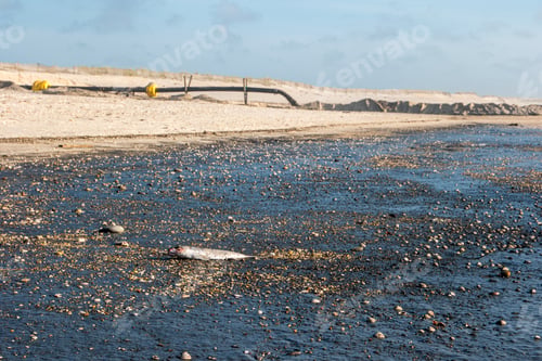 Preview: Sediment transposition intervention