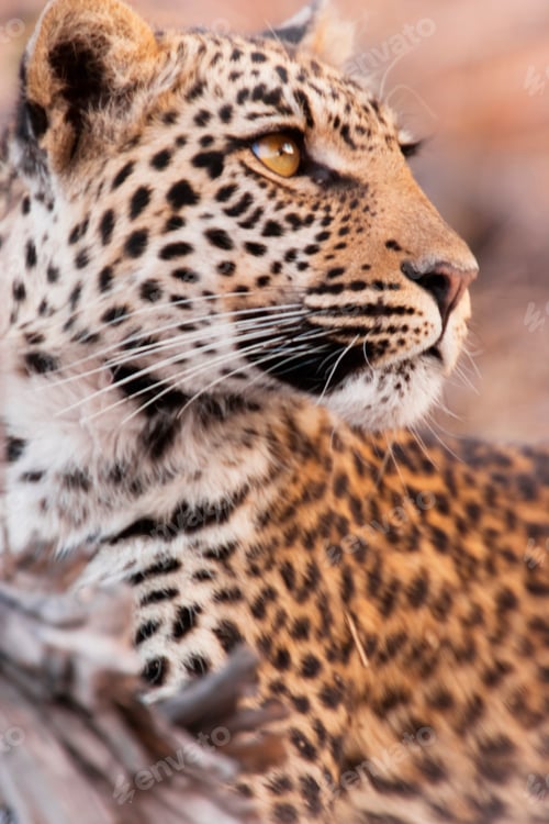 Preview: Leopard, Chobe National Park, Botswana