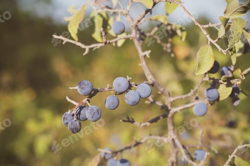 Preview: Thorn Berry Blue Grows In The Mountains