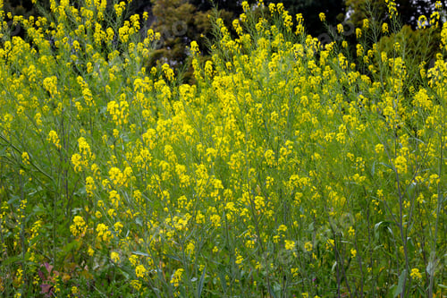 Preview: Field Mustard or Rape Blossom