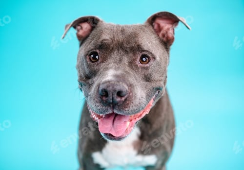 Preview: Adorable American Pitbull dog in blue studio