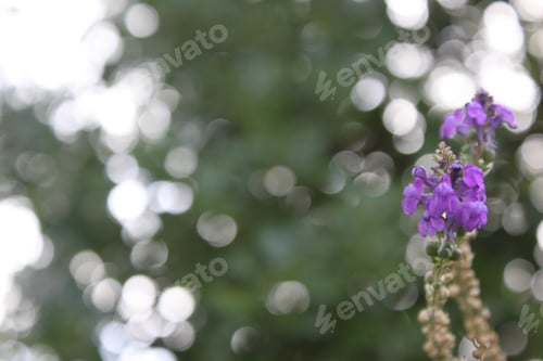 Preview: Two Stems with Purple Flowers