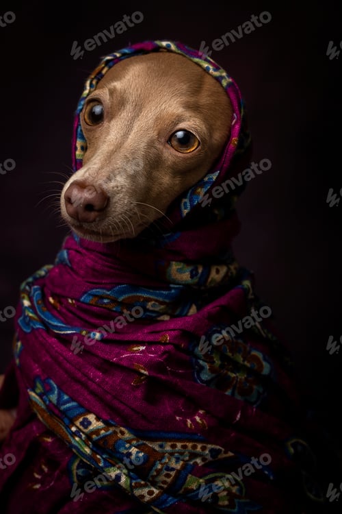 Preview: Italian Greyhound dog with Arabian Hijab