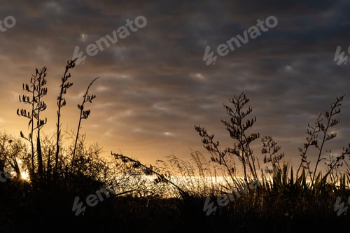 Preview: Silhouette of plants against a sunset sky.