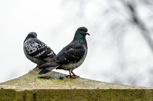 Preview: Two Pigeons Perched on a Grimy Concrete Surface During Overcast Weather