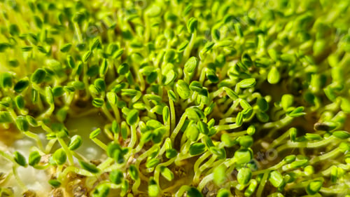 Preview: Microgreens. Growing Chia at Home. . Step-by-Step Instructions.