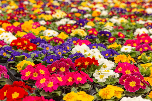 Preview: Colorful primroses in early spring