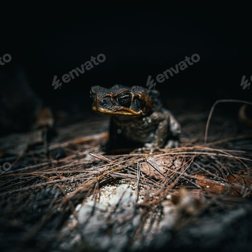 Preview: Close up of a Cane toad perched on dry branches, Guam