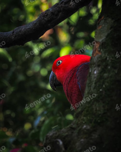 Preview: parrot