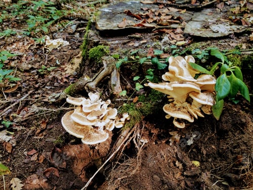 Preview: Selective focus shot of hoof fungus on a rotten tree