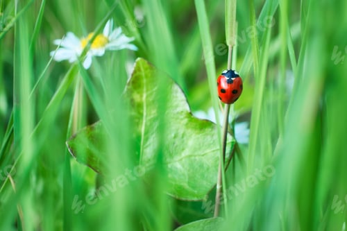 Preview: Ladybug in the green grass