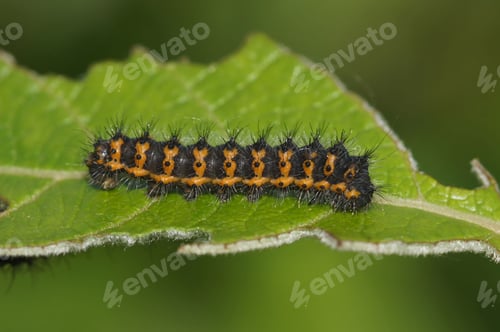 Preview: Closeup of a caterpillar of the small emperor moth, Saturnia pavonia on a Willow, Salix leaf